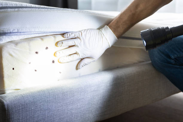Best Pest Prevention Services  in Fruitland, NC
