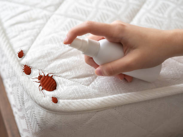 Best Termite Control Services  in Fruitland, NC