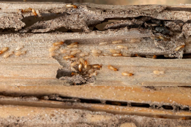 Best Affordable Exterminators  in Fruitland, NC